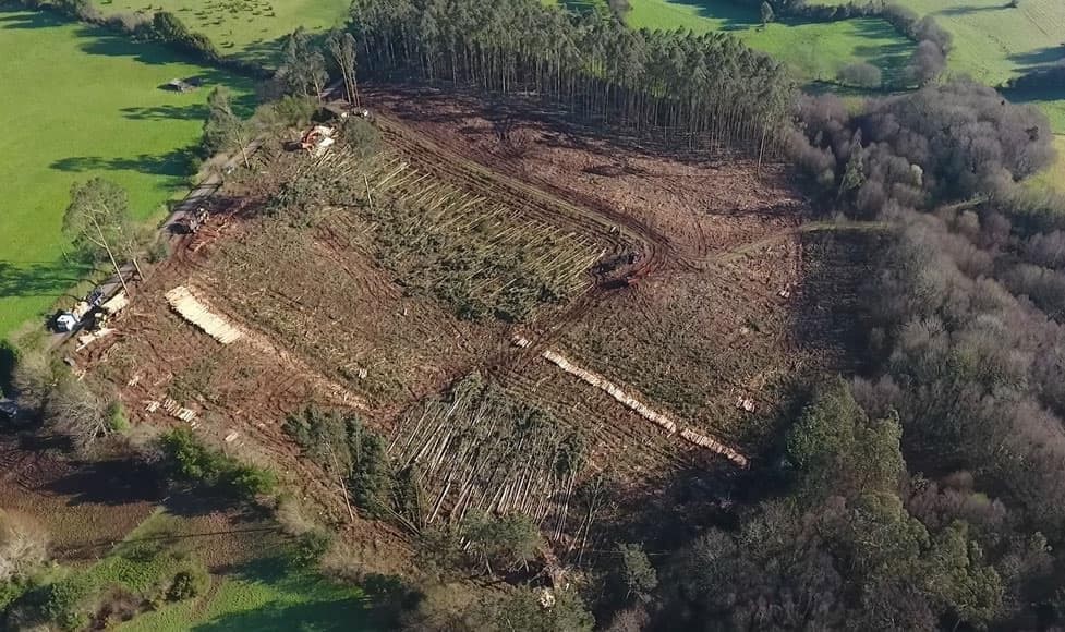 Cuatro razones por las que apostar por profesionales para la tala de los árboles de un terreno