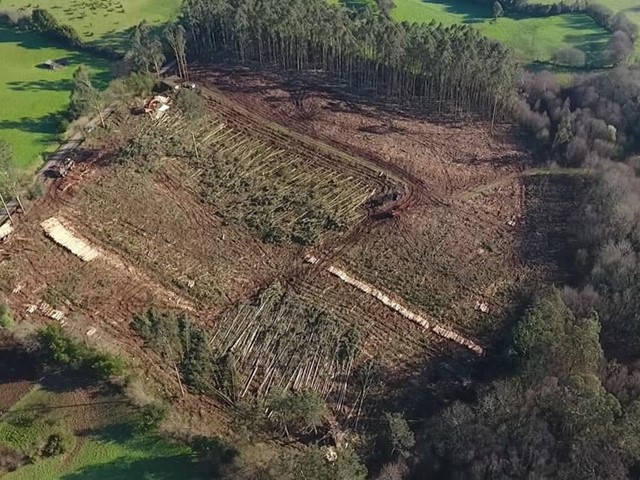 Cuatro razones por las que apostar por profesionales para la tala de los árboles de un terreno