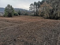 Dale nueva vida a tu terreno gracias a Forestal Cando