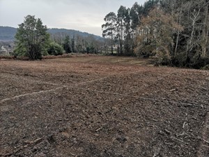 Dale nueva vida a tu terreno gracias a Forestal Cando